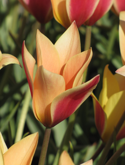 Tulipa clusiana 'Sheila'
